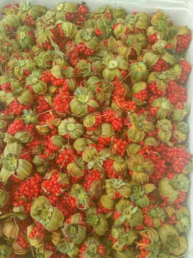 带果的重楼 - 四川中科惠农中药材种植有限公司