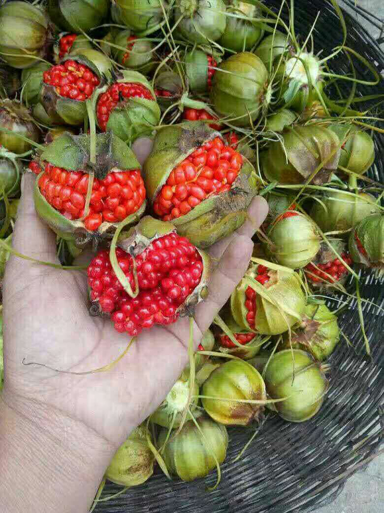 带果的重楼 - 四川中科惠农中药材种植有限公司